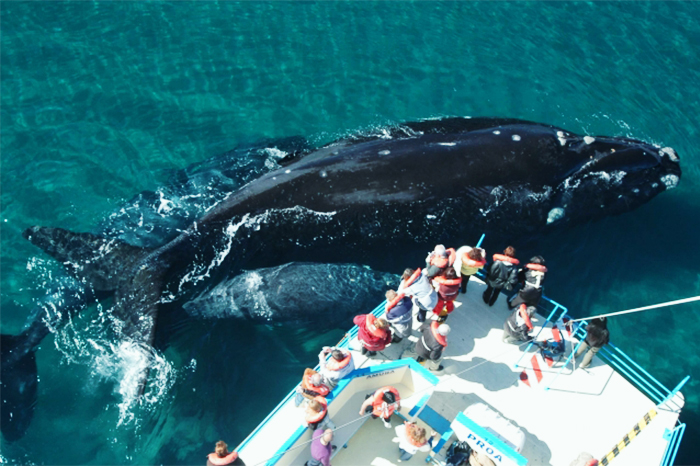 Whale Watching "Ocean Riders"